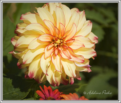 Dahlia