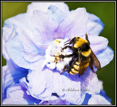 Bumble bee