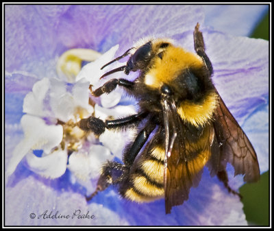 Bumble bee
