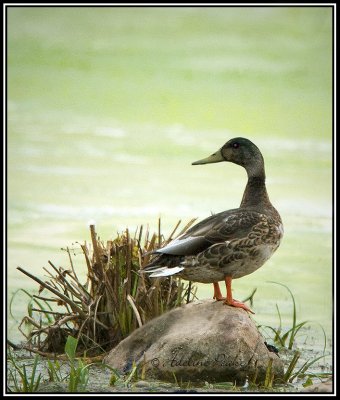 A Duck in a Pond