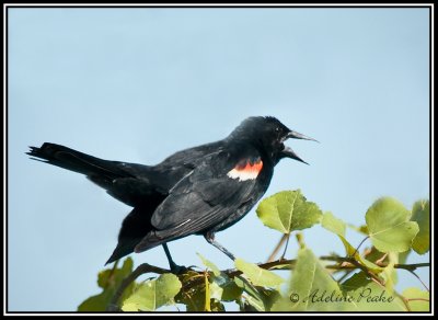  Red Winged Blackbird