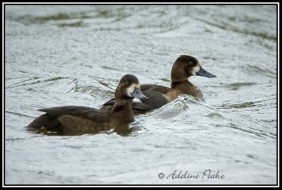 Greater Scaup in Migration South