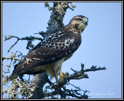 Red-tailed Hawk?