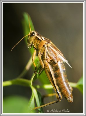 Grasshopper