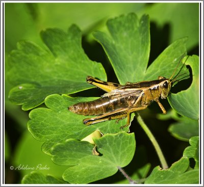 Grasshopper