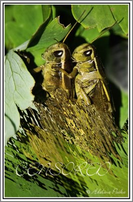 Grasshoppers