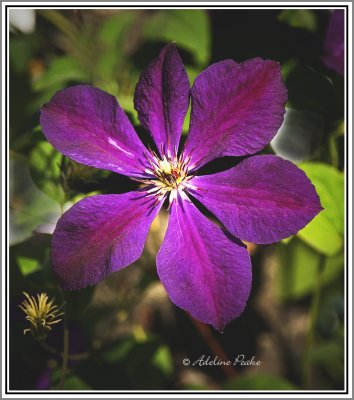 Clematis