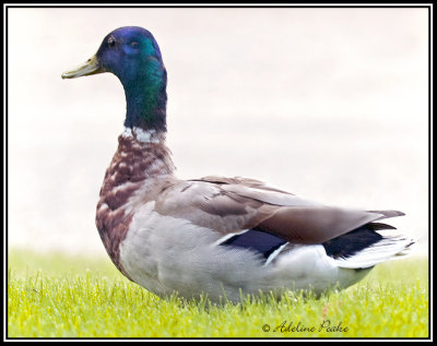 Molting Male Mallard