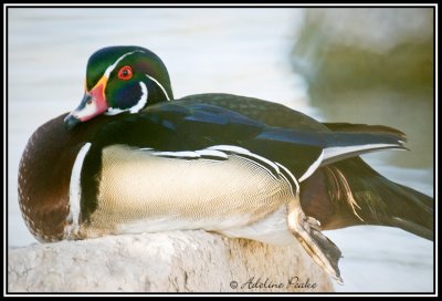 Wood duck