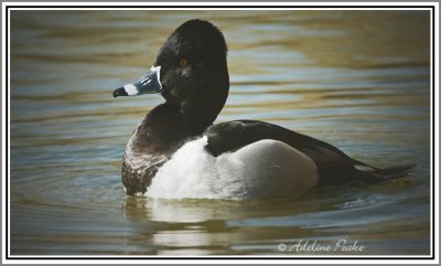 Ring-necked Duck