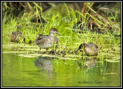ducks in a pond