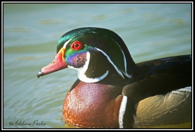 Wood duck