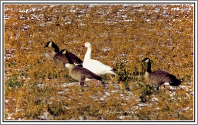 Canada Geese and Snow Goose