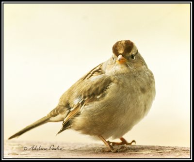  American Tree Sparrow