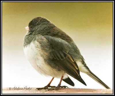 Dark-eyed Junco