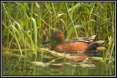 Cinnamon Teal