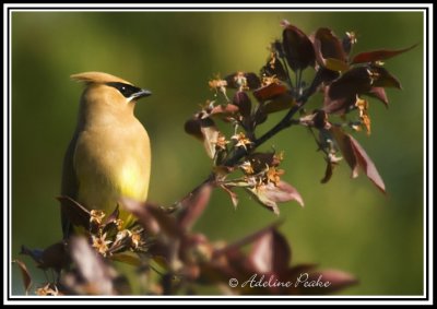 Cedar Waxwing