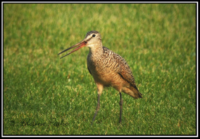 Marbled Godwit