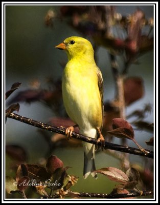 Female American Goldfinch