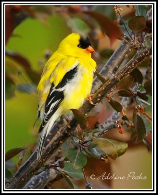 Male American Goldfinch