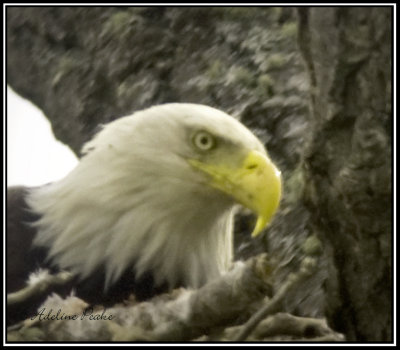 Bald Eagle Portrait