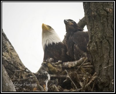 Eagle and Eaglet