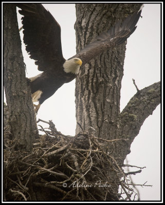 Bald Eagle