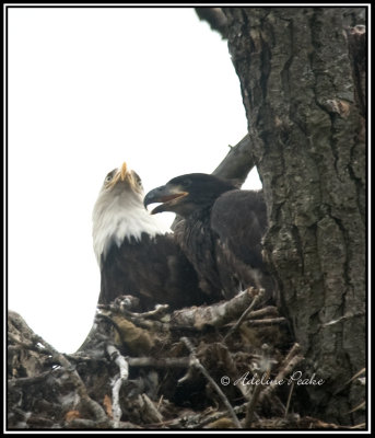 Bald Eagle and Eaglet Chick