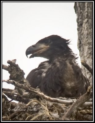 Bald Eagle Chick