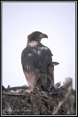 Bald Eaglet