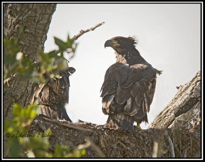 Bald Eaglet