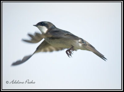 Tree Swallow