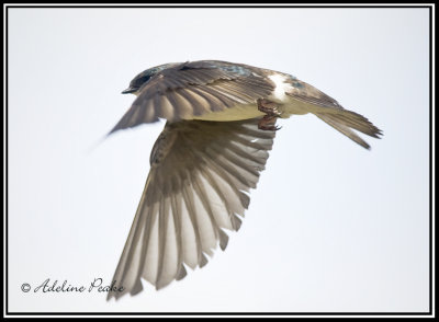 Tree Swallow