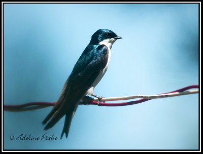 Tree Swallow