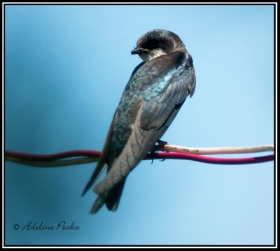 Tree Swallow