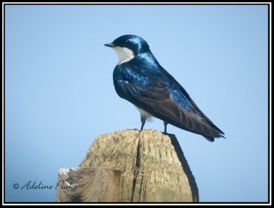 Tree Swallow
