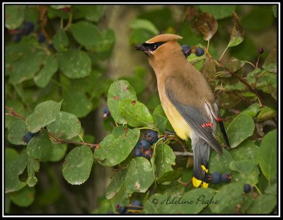 Cedar Waxwing