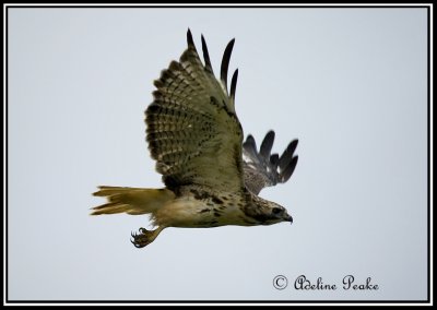 Red-tailed ;Hawk