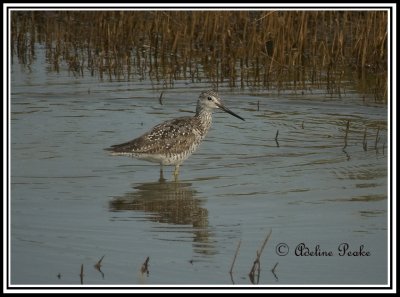 Greater Yellowlegs