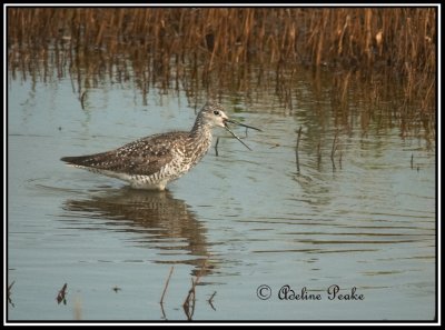 Greater Yellowlegs