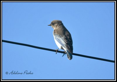 Juvenile Mountain Bluebird