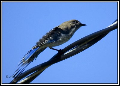 Juvenile Mountain Bluebird