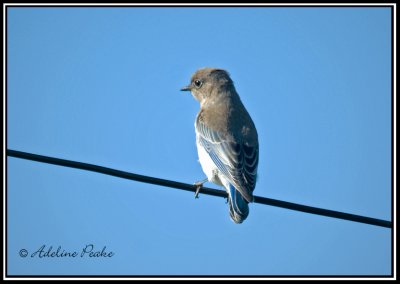 Juvenile Mountain Bluebird