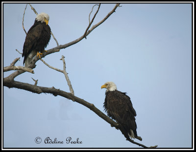 Bald Eagles