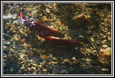 Spawning Salmon, Adams River, B.C