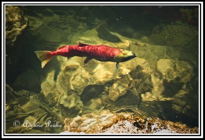 Spawning Salmon, Adams River, B.C