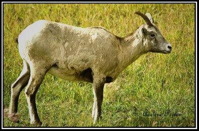 Big Horn Sheep(female)