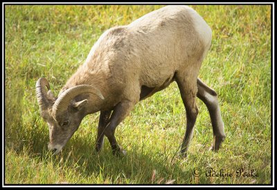 Big Horn Sheep( Young Male)