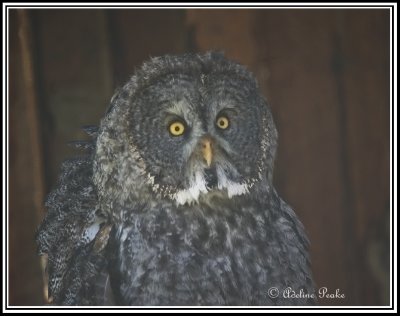 Great Grey Owl