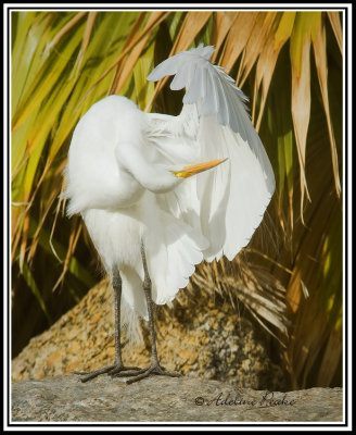 Great Egret